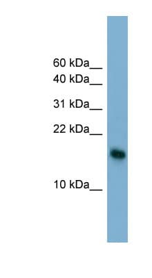 BATF3 Antibody (N-Terminus)