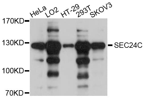 SEC24C Antibody