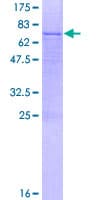 Human GXYLT1 Protein (Recombinant GST)