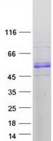 Human MICU1 / CBARA1 Protein (Recombinant Myc-DDK (Flag))