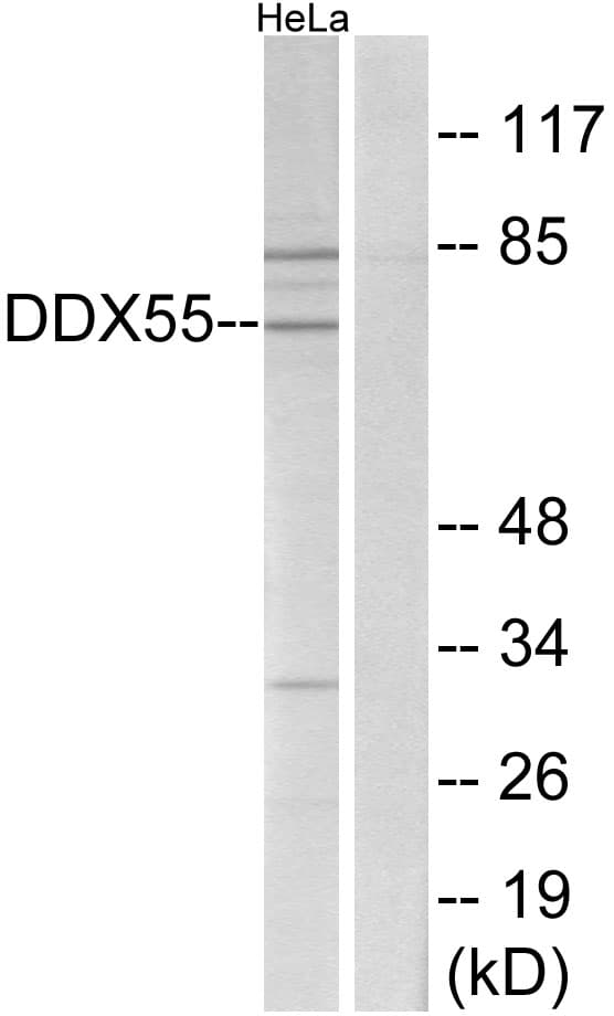 Polyclonal Rabbit anti-Human DDX55 Antibody (aa91-140, WB)