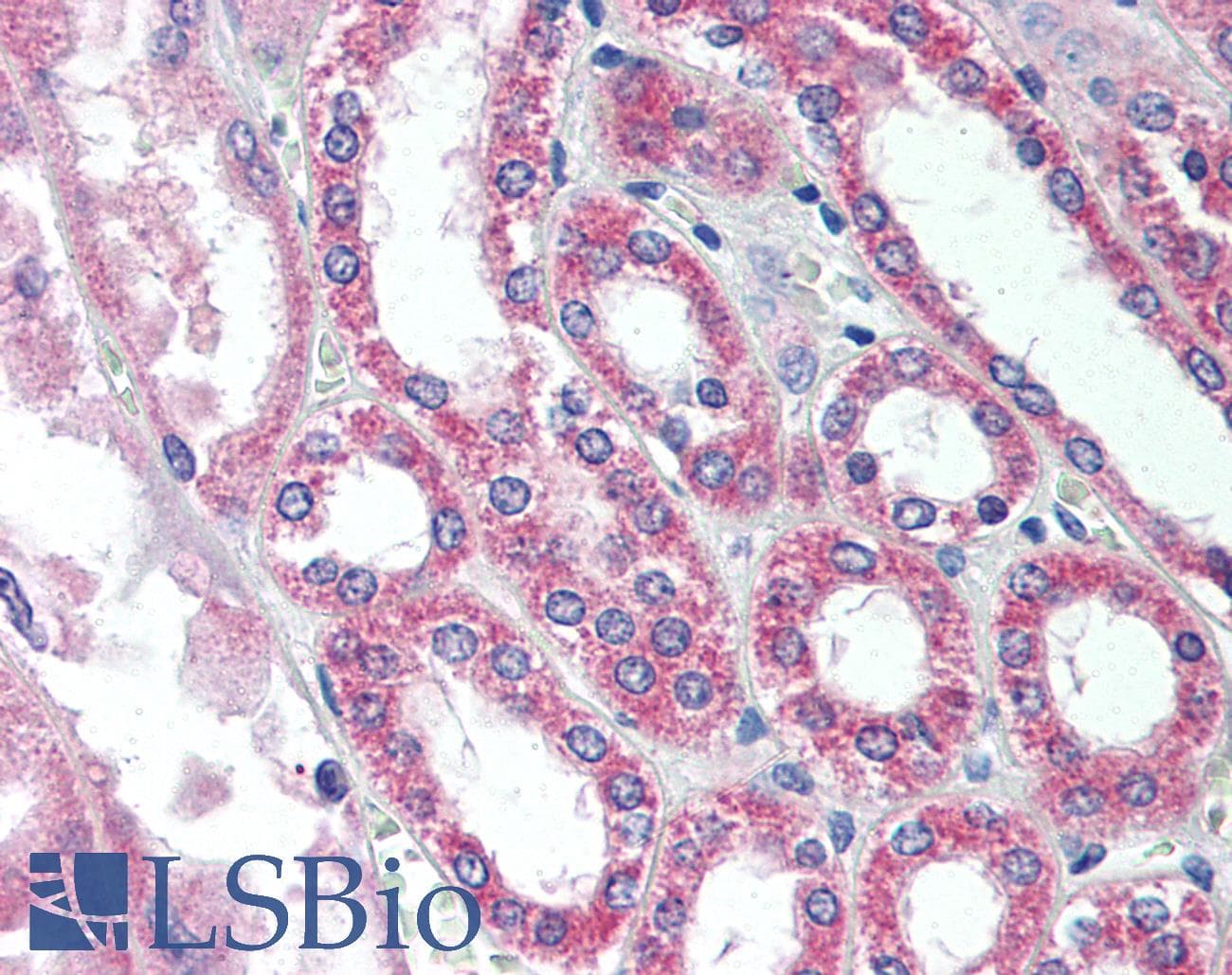IHC-plus™ SIRT7 / Sirtuin 7 Antibody