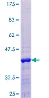 Human CREBL2 Protein (Recombinant GST)