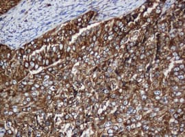PAI-RBP1 / SERBP1 Antibody (clone OTI5G2)