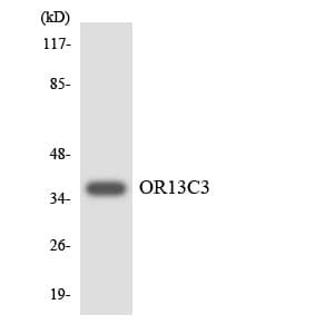 OR13C3 Antibody (aa189-238)