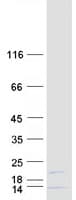 Human MRPL42 / MRPS32 Protein (Recombinant Myc-DDK (Flag))