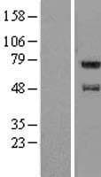 FAM114A1 / Noxp20 Protein (Over-Expression Lysate Myc-DDK (Flag))