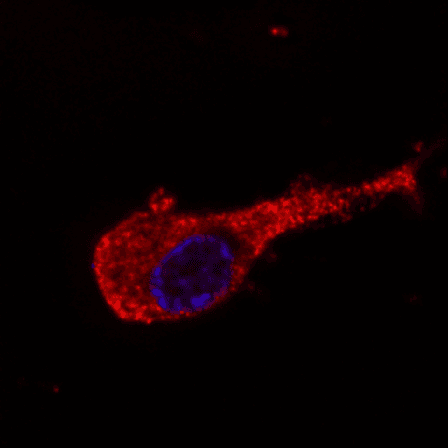 Monoclonal Mouse anti-Pig NEFM / NF-M Antibody (clone NF-09, IHC, WB)