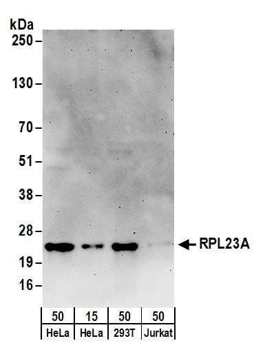 IHC-plus™ Polyclonal Rabbit anti-Human DAP Antibody (aa52-102, IHC, WB)