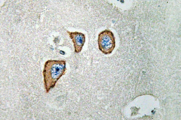 GRIN2C / NMDAR2C / NR2C Antibody (Pro986)