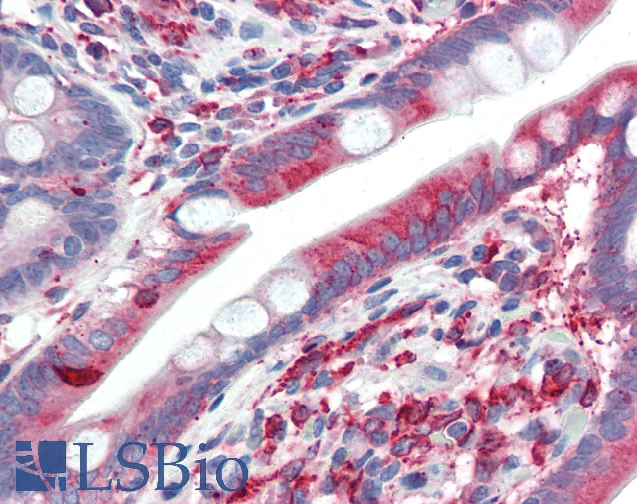 IHC-plus™ PTGS1 / COX-1 Antibody (C-Terminus)