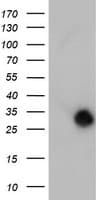 NANP Antibody (clone OTI1G8)