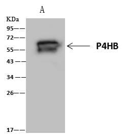 PDI / P4HB Antibody (Preservative Free)