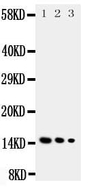 IL3 Antibody (aa119-140)