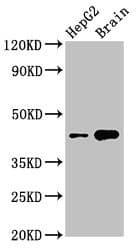 STK17B / DRAK2 Antibody