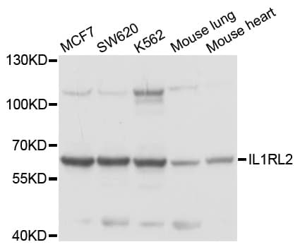 IL1RL2 Antibody