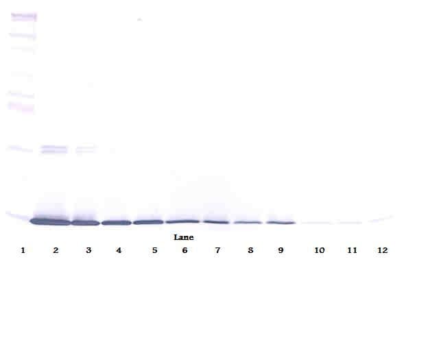Leptin Antibody