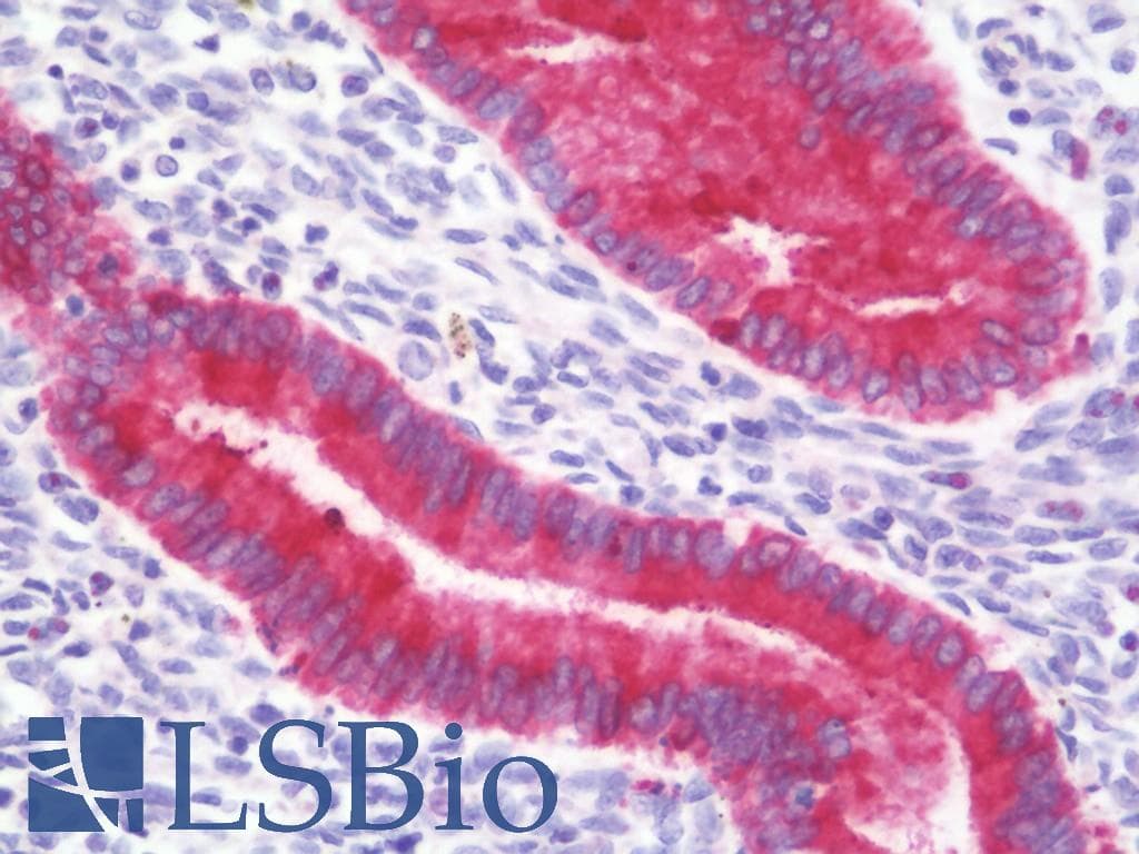 IHC-plus™ PAEP / Glycodelin / GdF Antibody (aa73-101)