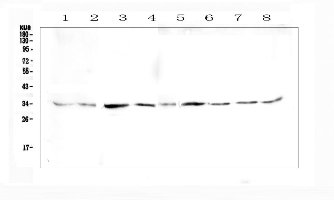 Polyclonal Rabbit anti-Human GOLPH3 Antibody (IHC, WB)