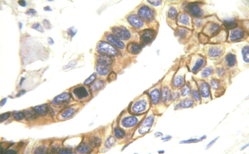 Polyclonal Rabbit anti-Human ERBB4 / HER4 Antibody (phospho-Tyr1284, IHC, IF, WB)