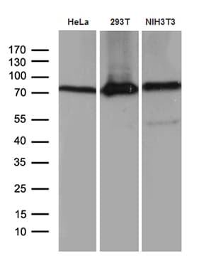 ABCF2 Antibody (aa1-235, clone OTI8F4)