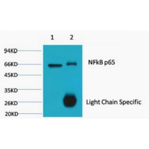 Monoclonal Mouse anti-Human RELA / NFKB p65 Antibody (clone 5G6, N-term, WB)