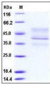 Mouse TNFRSF17 / BCMA Protein (Recombinant Human IgG1 Fc, C-terminus)