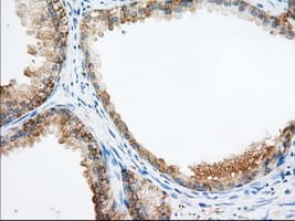 PDE4A / PDE4 Antibody (clone OTI1F5)