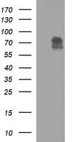 MAdCAM-1 Antibody (clone OTI2B1, Carrier-free)