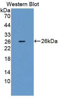 RAB1A Antibody