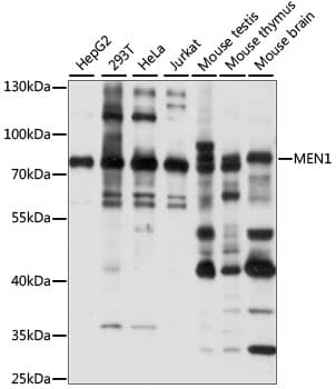 MEN1 / Menin Antibody