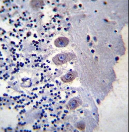 Polyclonal Rabbit anti-Human BEAN1 Antibody (aa45-73, IHC, WB)