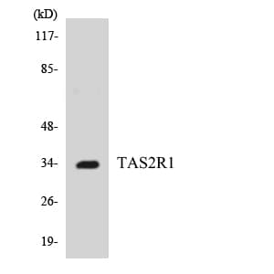 TAS2R1 Antibody (aa45-94)