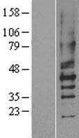 P2RY2 / P2Y2 Protein (Over-Expression Lysate Myc-DDK (Flag))