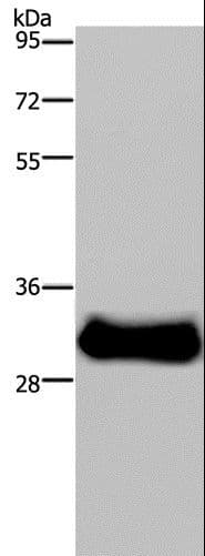 FHL3 Antibody