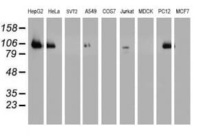 DPP9 Antibody (clone 2.00E+03, Carrier-free)