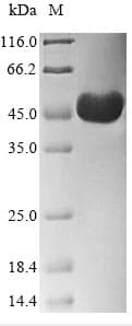 Hamster-Chinese ACTB / Beta Actin Protein (Recombinant 6His-Myc, C-terminus)