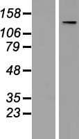 TMF1 / TMF-1 Protein (Over-Expression Lysate Myc-DDK (Flag))