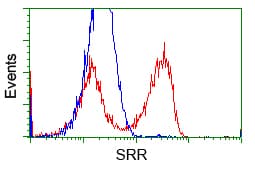 SRR / Serine Racemase Antibody (clone OTI7E8, Carrier-free)