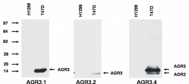 AG3 / AGR3 Antibody (clone AGR3.1)