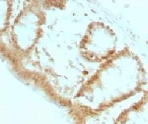 CDKN1B / p27 Kip1 Antibody (clone KIP1/769)
