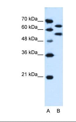 BAP / SIL1 Antibody (aa54-103)