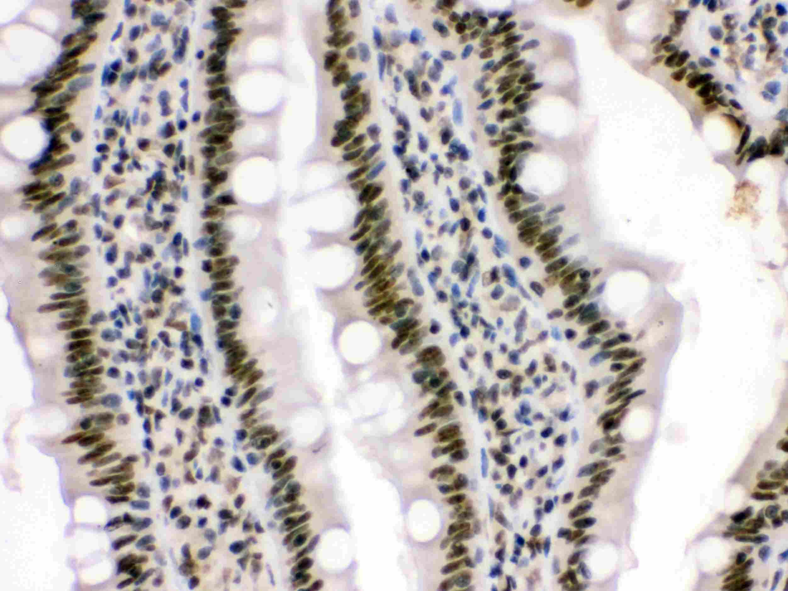 HMGB3 Antibody (aa62-95)