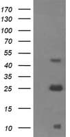 ALDH1A3 Antibody (clone OTI4B4)