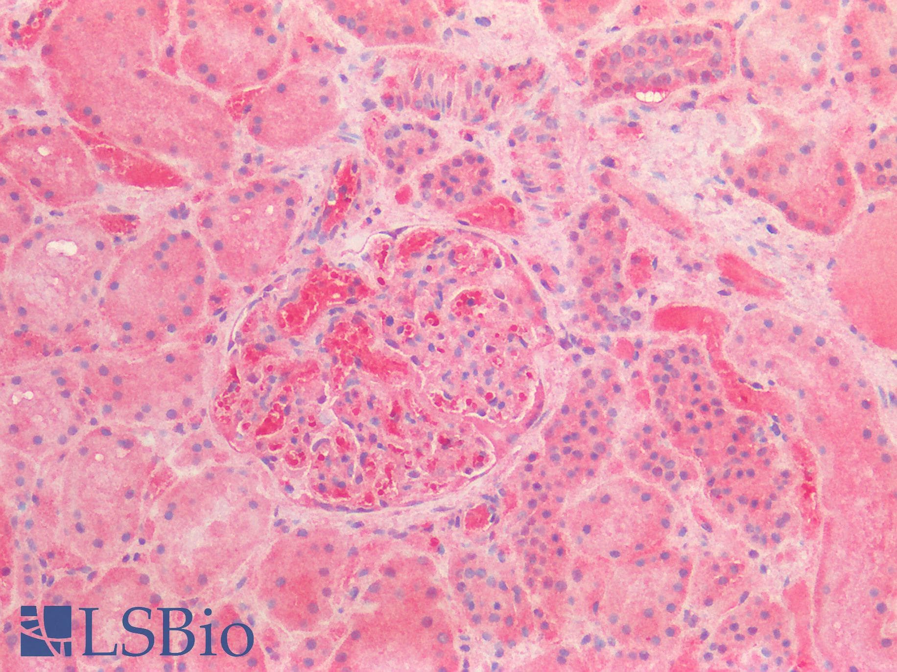 IHC-plus™ Alpha-Fetoprotein Antibody (aa68-82)