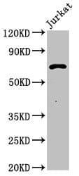 PCSK1 Antibody