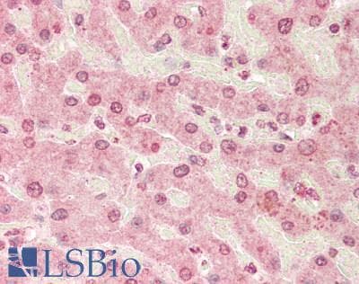 Polyclonal Rabbit anti-Human MAFB Antibody (aa251-300, IHC, WB)