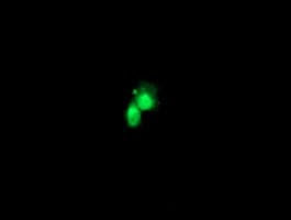 FGF21 Antibody (aa29-209, clone OTI2E2, Carrier-free)