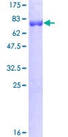 Human CCM2 / Malcavernin Protein (Recombinant GST)