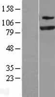 SEC23A / COP II Protein (Over-Expression Lysate Myc-DDK (Flag))